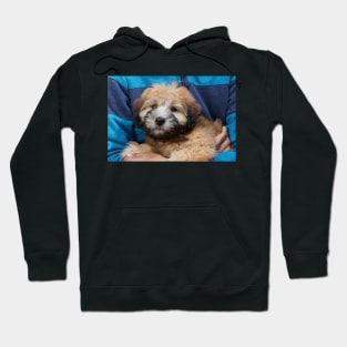 Soft coated Wheaten Terrier puppy dog. Hoodie